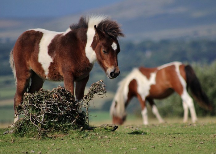 ONE Dartmoor