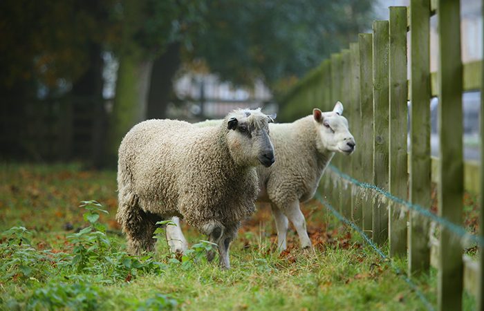 Design Insider Harrison Spinks Wool Process 4